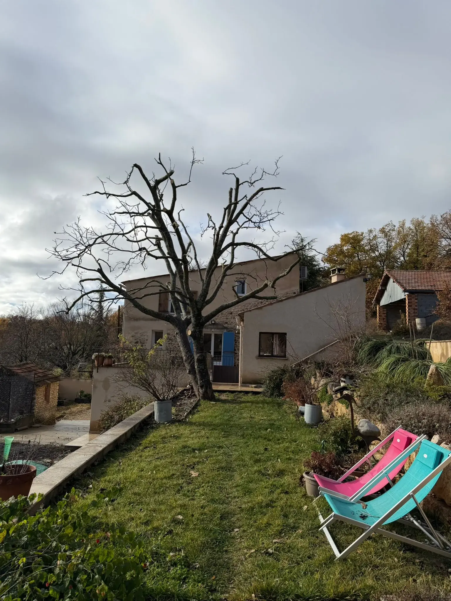 Après : couronne éclaircie, branches mortes supprimées