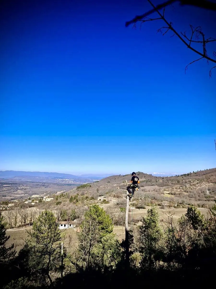 Élagueur encordé au sommet d'un tronc, au-dessus d'une vallée de Haute-Provence