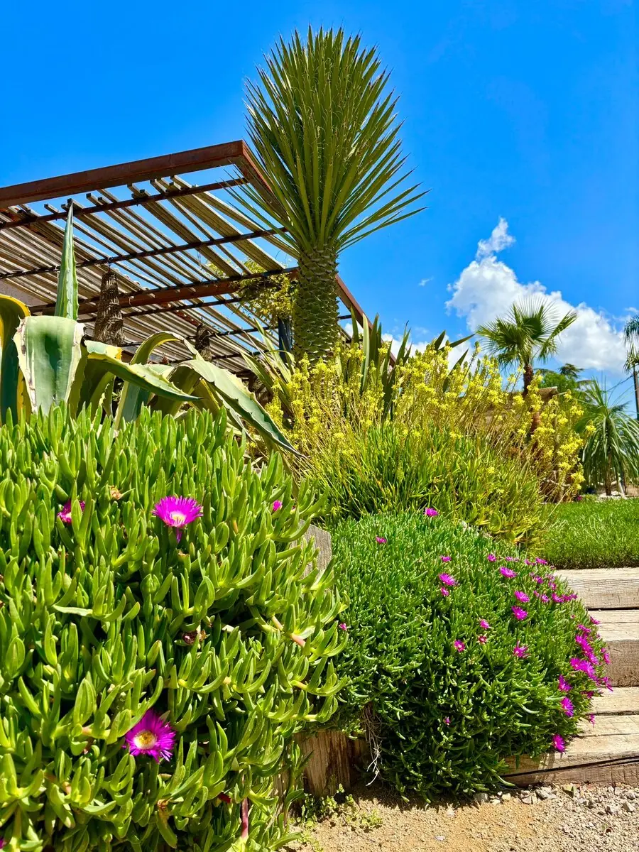Massif tropical fleuri : yucca, plantes grasses, palmiers et pergola