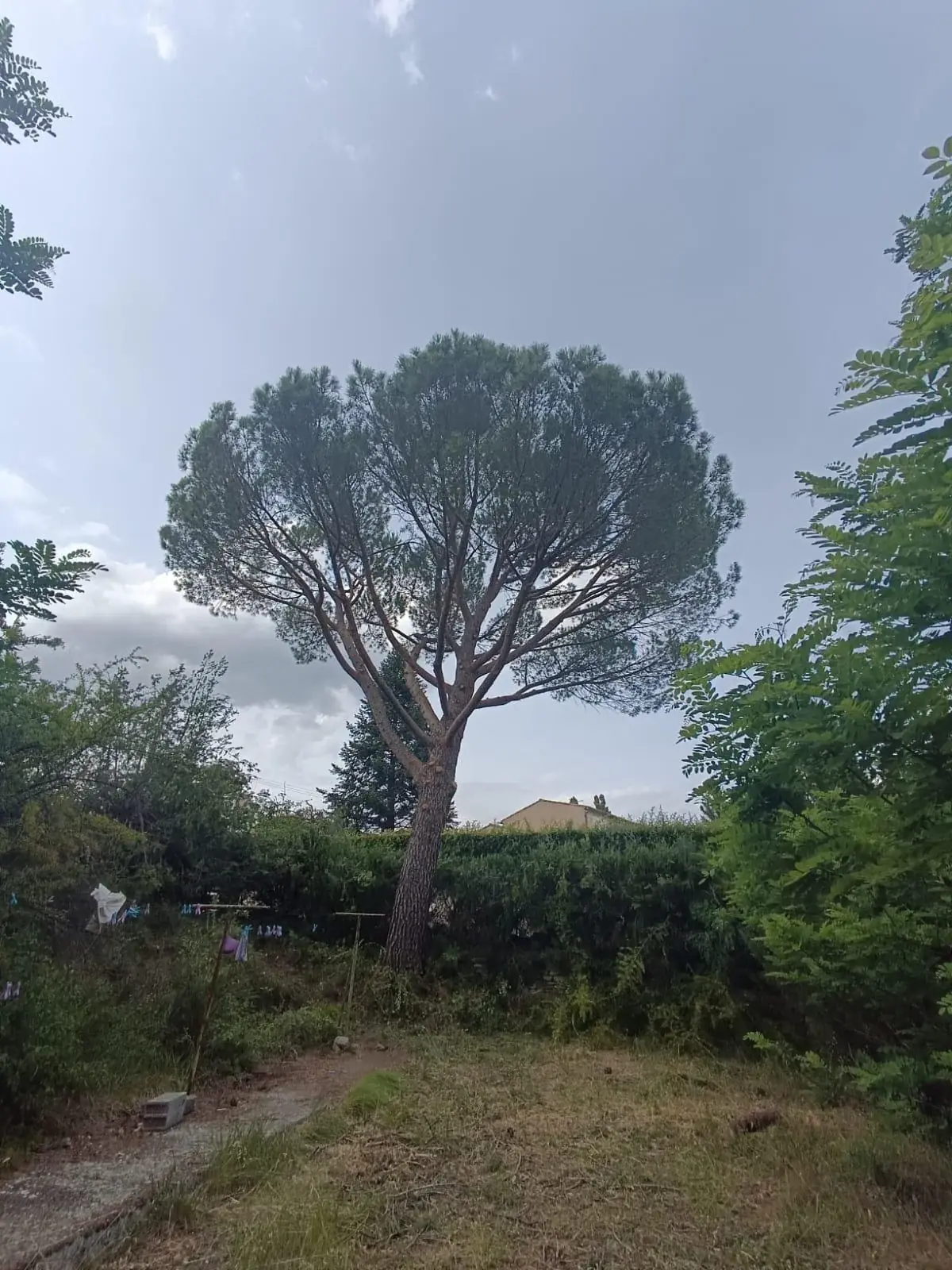 Pin parasol au houppier allégé, terrain dégagé