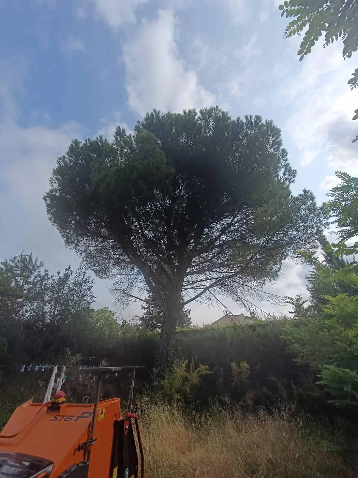 Avant : pin parasol au houppier dense, broyeur au premier plan et herbes hautes